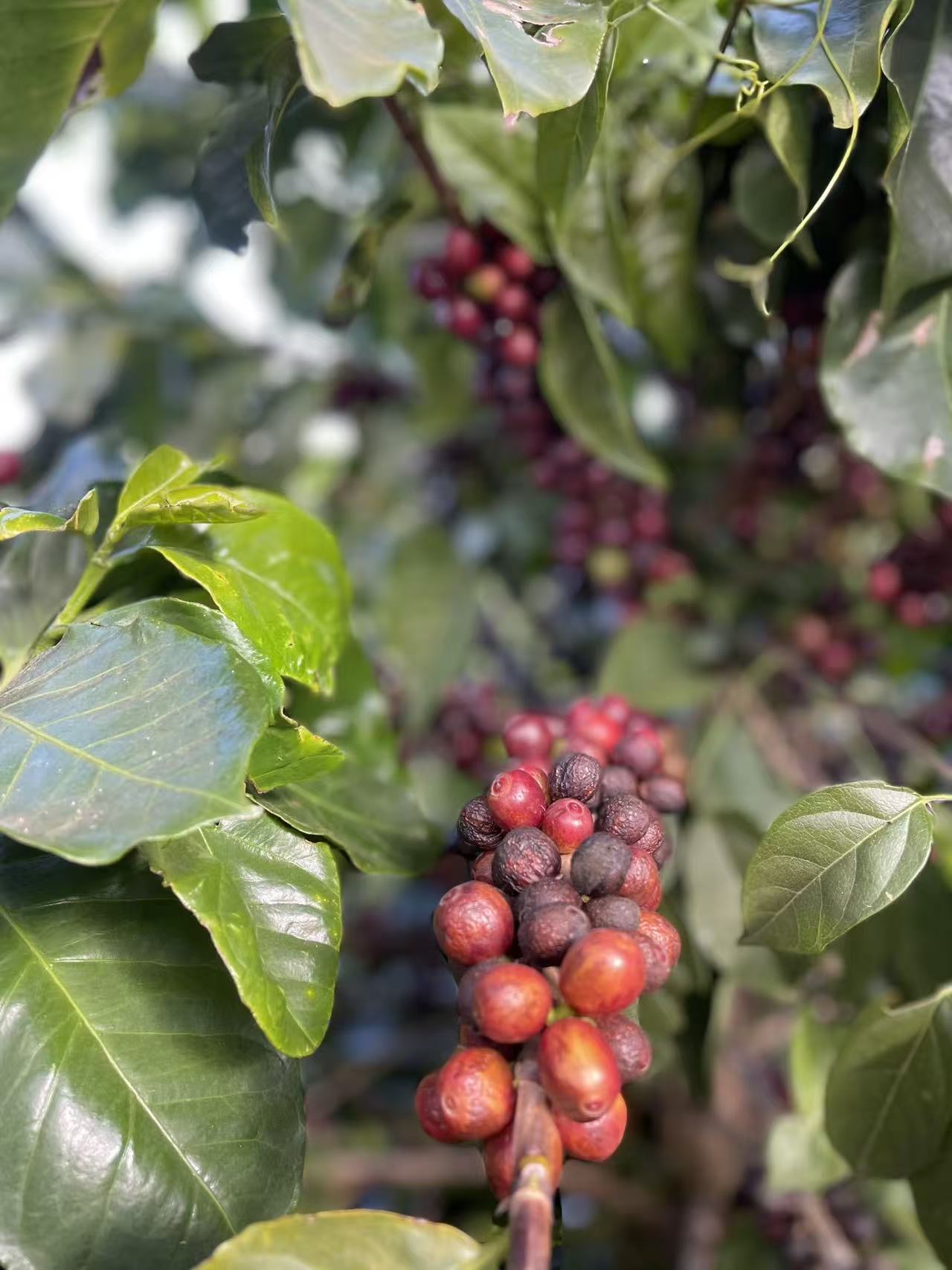Ripe cherries on branch