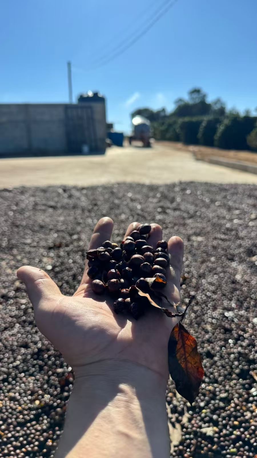 Drying cherries held by hand
