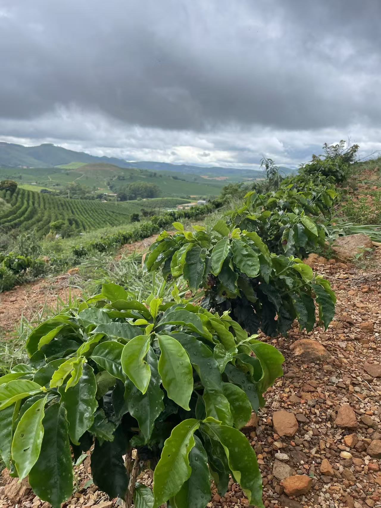 Fazenda Santa Maria hillside view