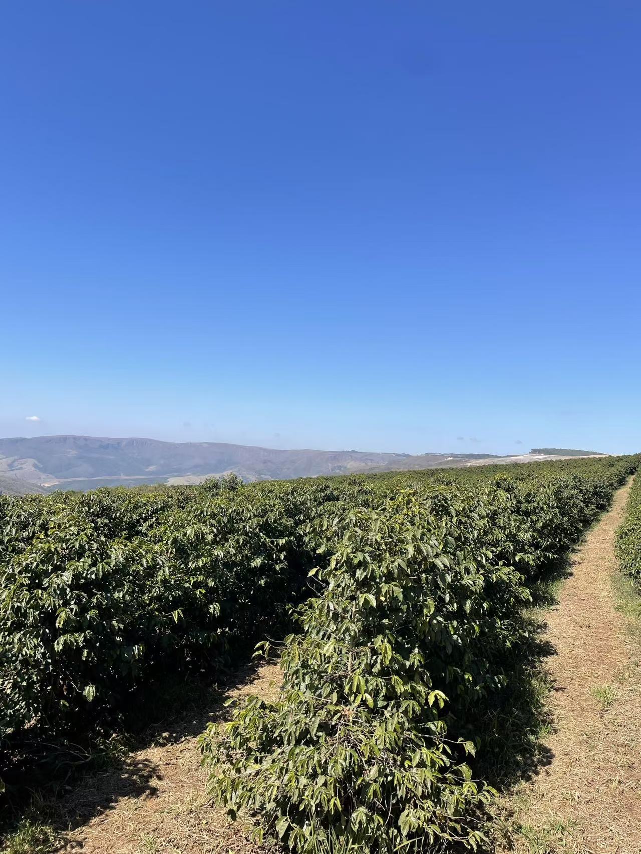 Fazenda Santa Maria — coffee rows at 1,340 masl, Sul de Minas, Brazil