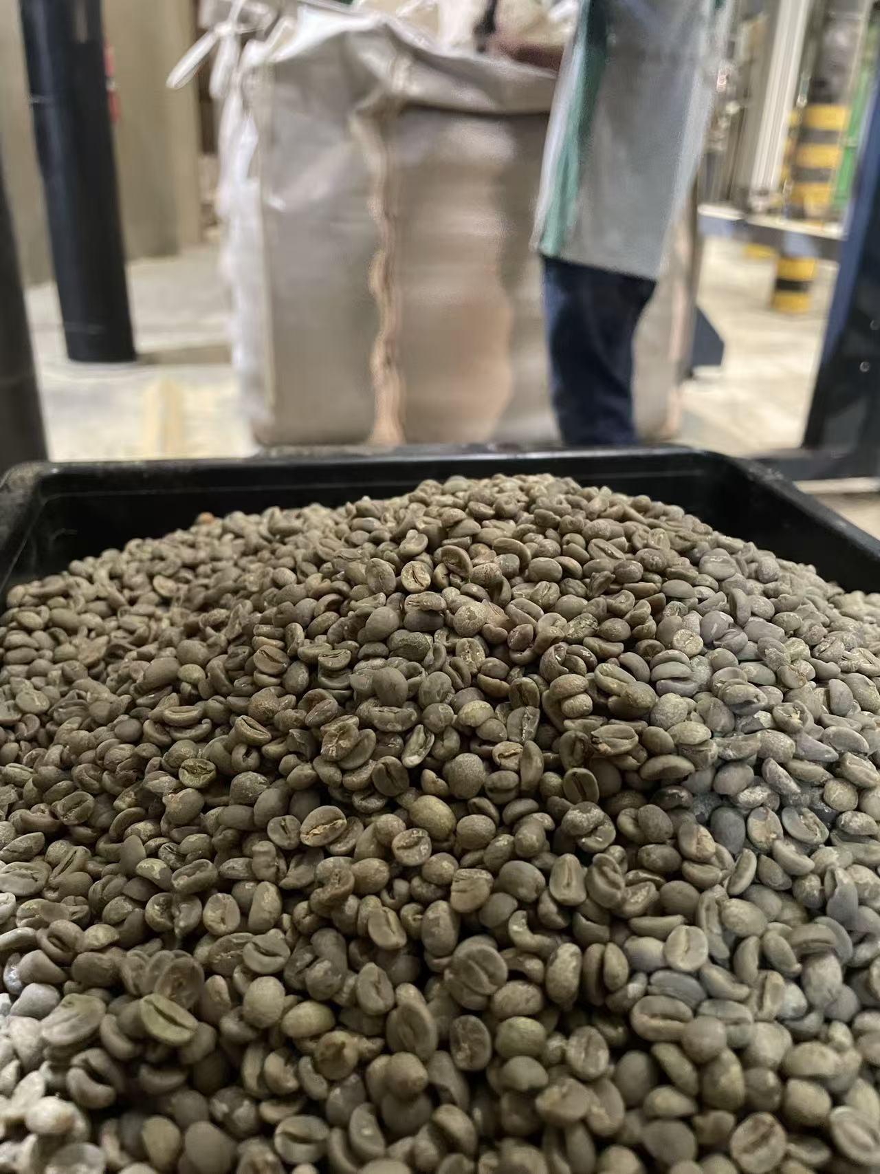 Green beans at Carapina mill