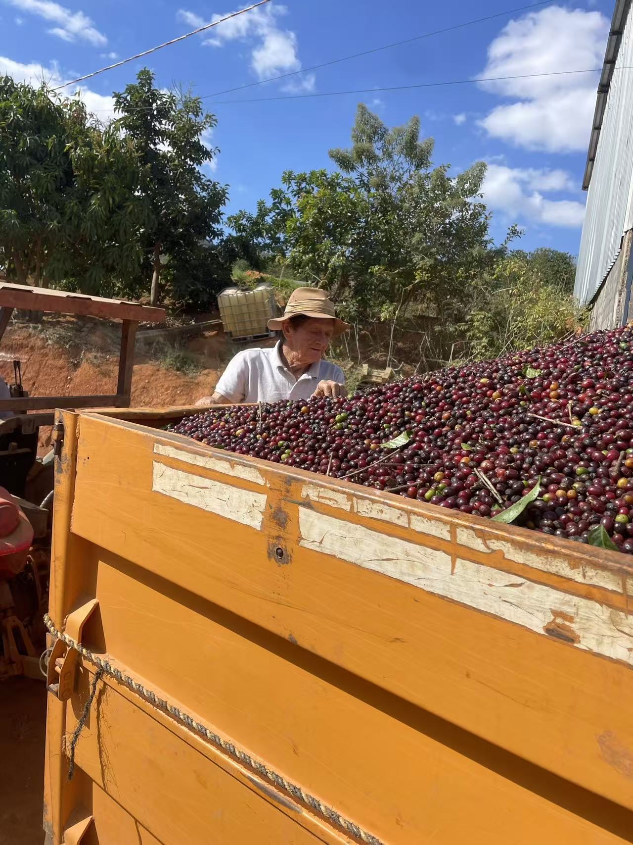 Harvested cherries at Lucas's farm