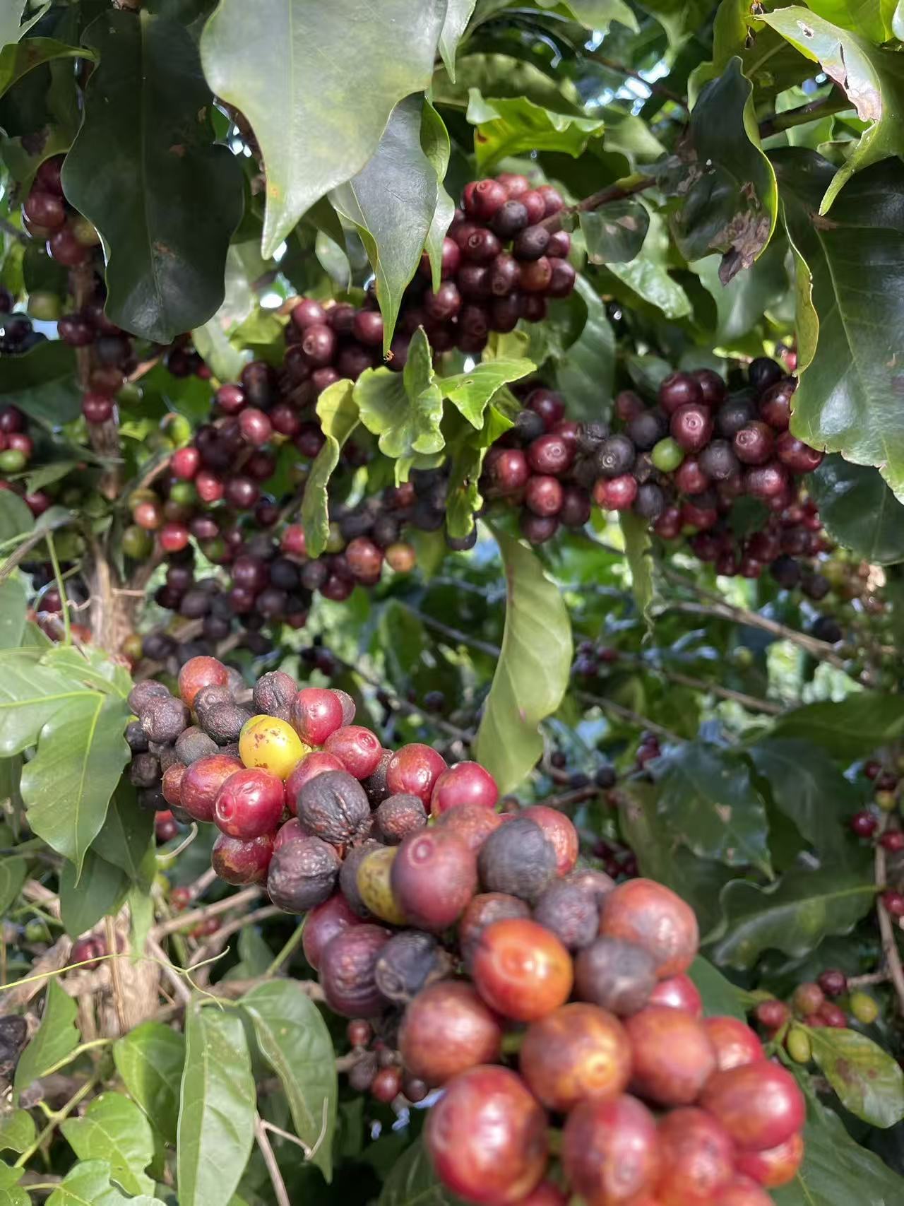 Ripe coffee cherries on branch